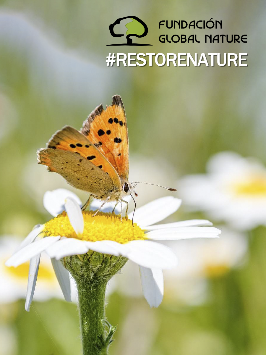 Ley de la Restauración de la Naturaleza: una oportunidad única.